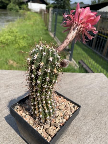 Echinopsis Hybr. rot